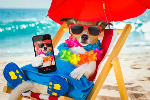 Kan de hond mee op vakantie?