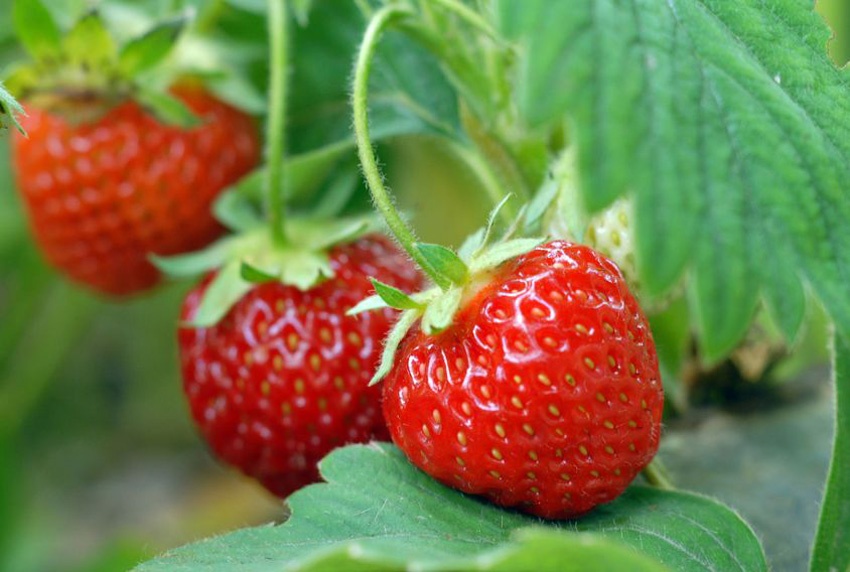 Gelijk hebben - Aardbeien en tomaten