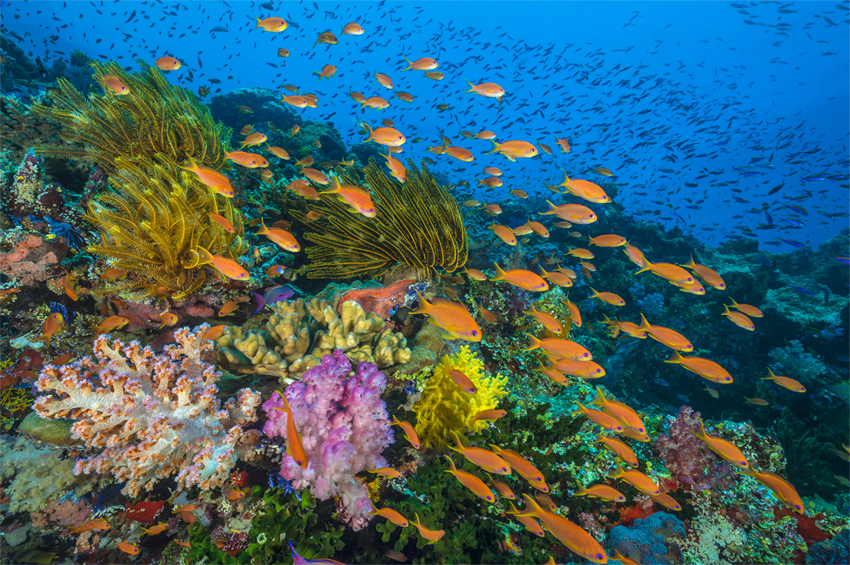 BBC’s Oceans, our blue planet