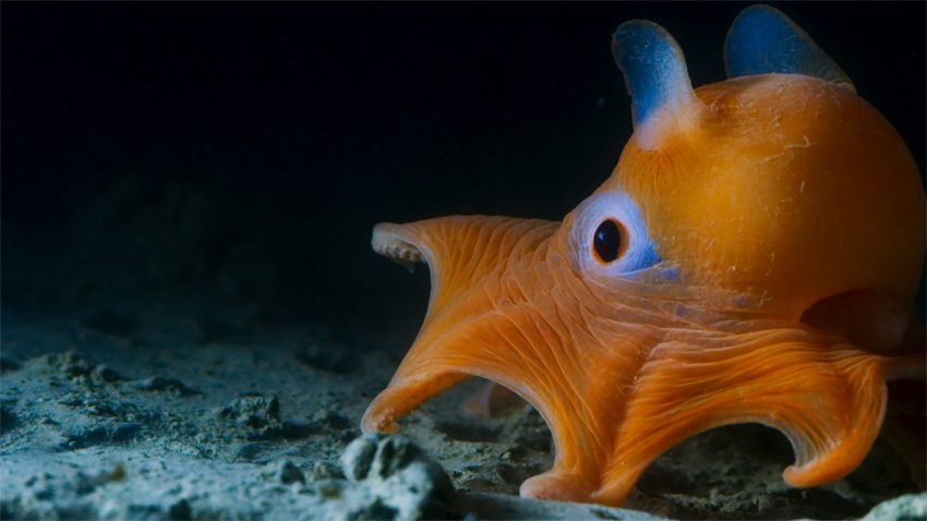 BBC’s Oceans, our blue planet