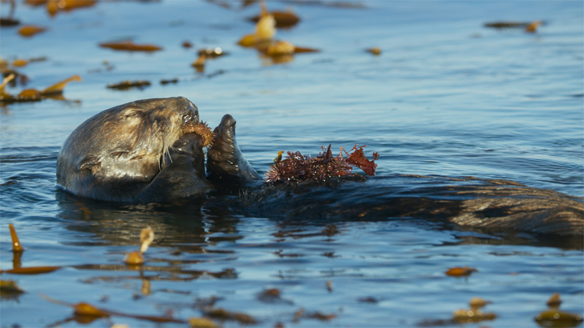 BBC’s Oceans, our blue planet