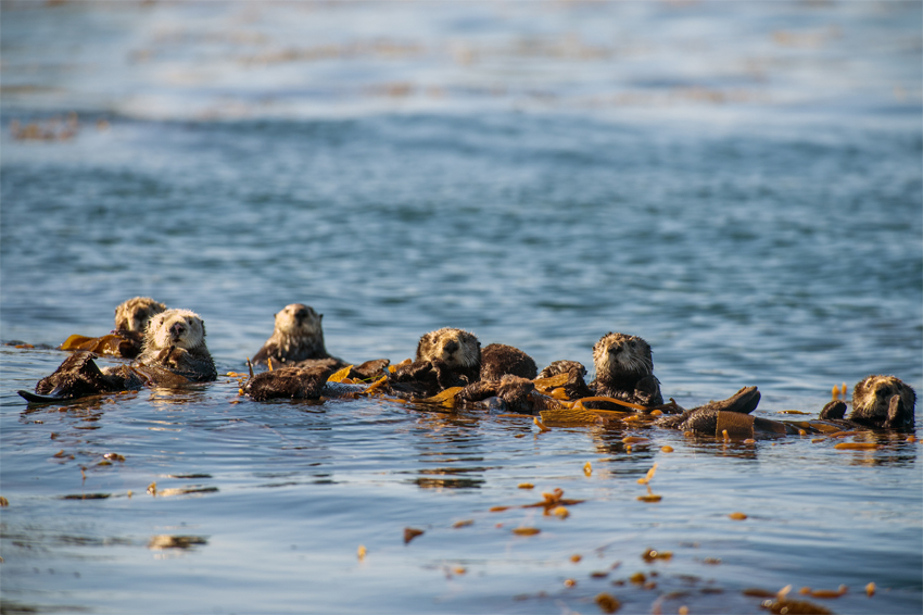 BBC’s Oceans, our blue planet