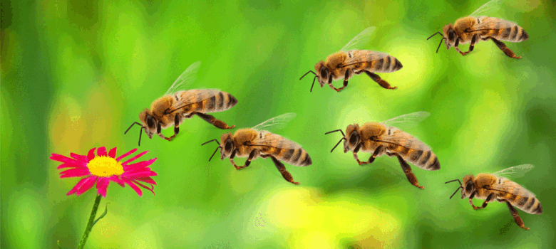 Ben je er klaar voor om je eigen bijen te houden?
