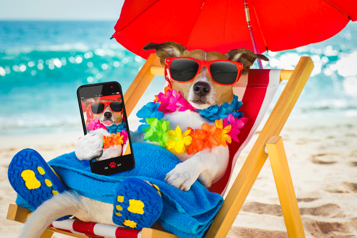 Kan de hond mee op vakantie?