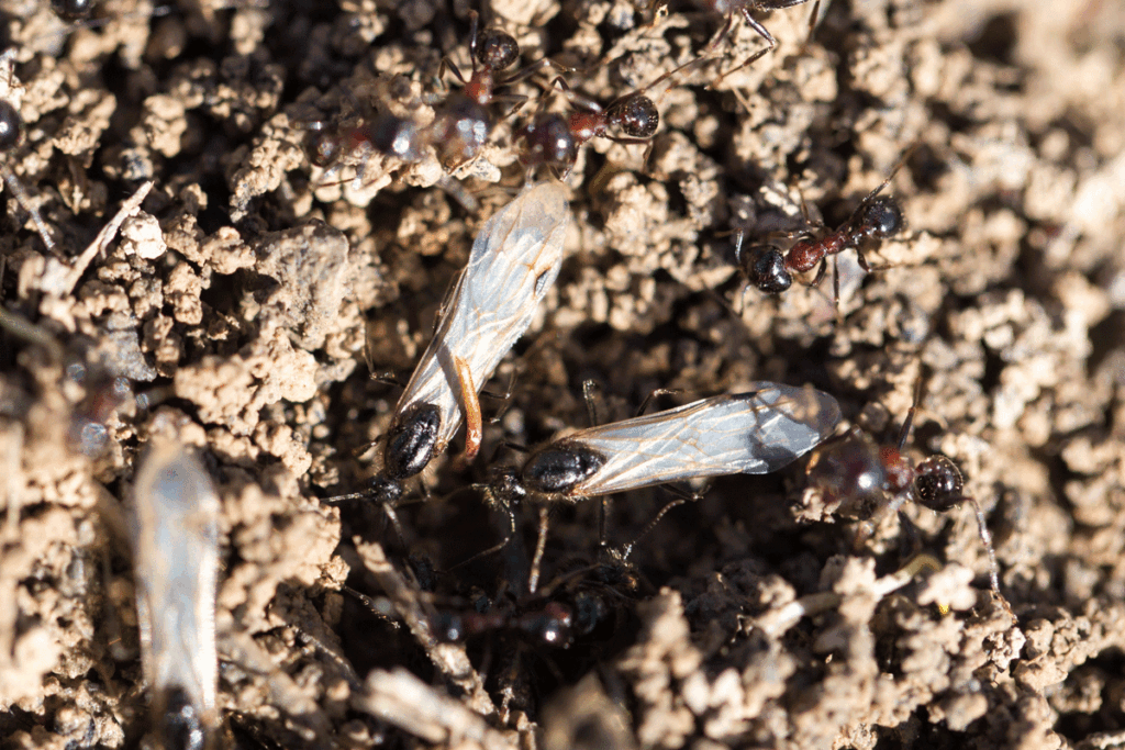 Spectaculaire mierenfonteinen, wanneer zijn ze er weer?