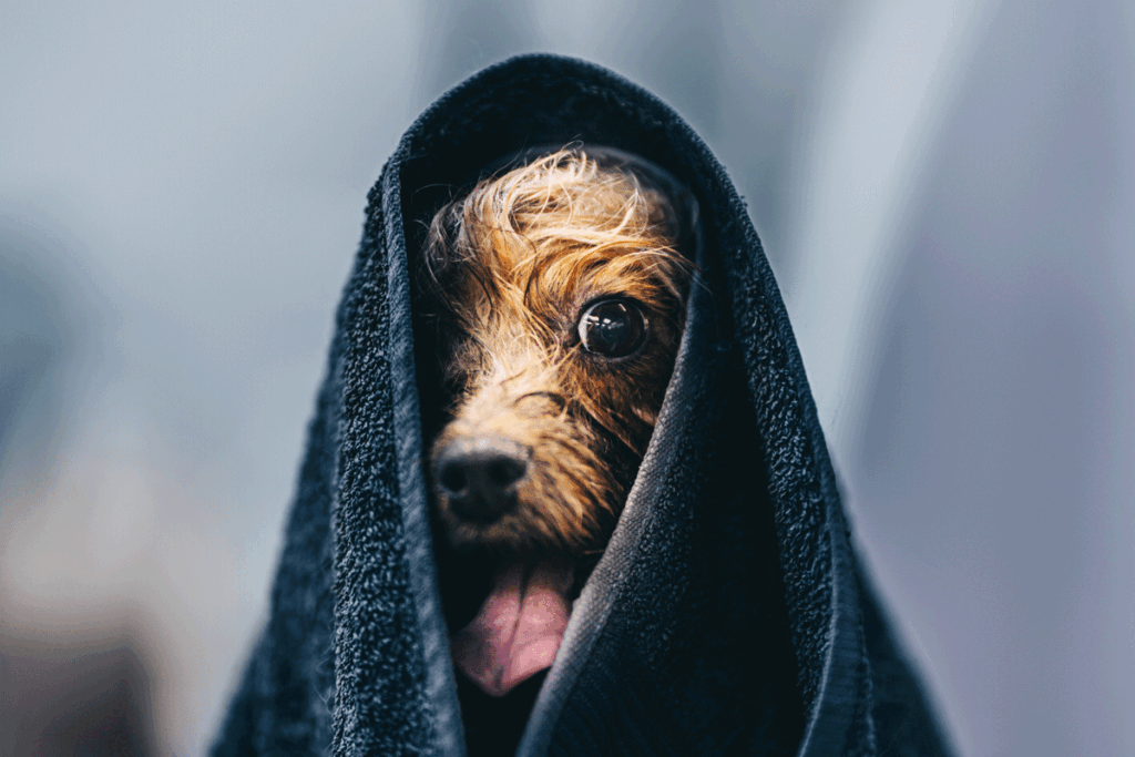 De verzorging van een hond: Een liefdevolle taak met veel verantwoordelijkheden