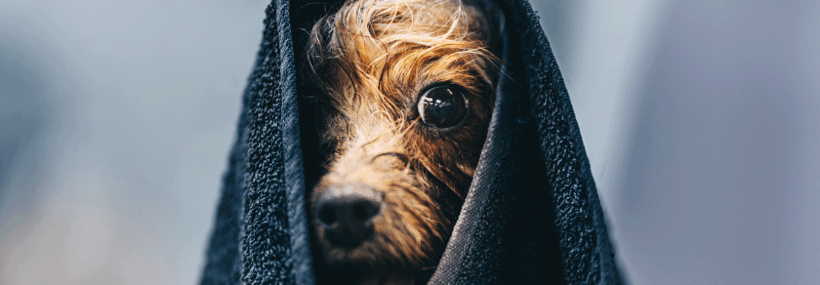 De verzorging van een hond: Een liefdevolle taak met veel  verantwoordelijkheden