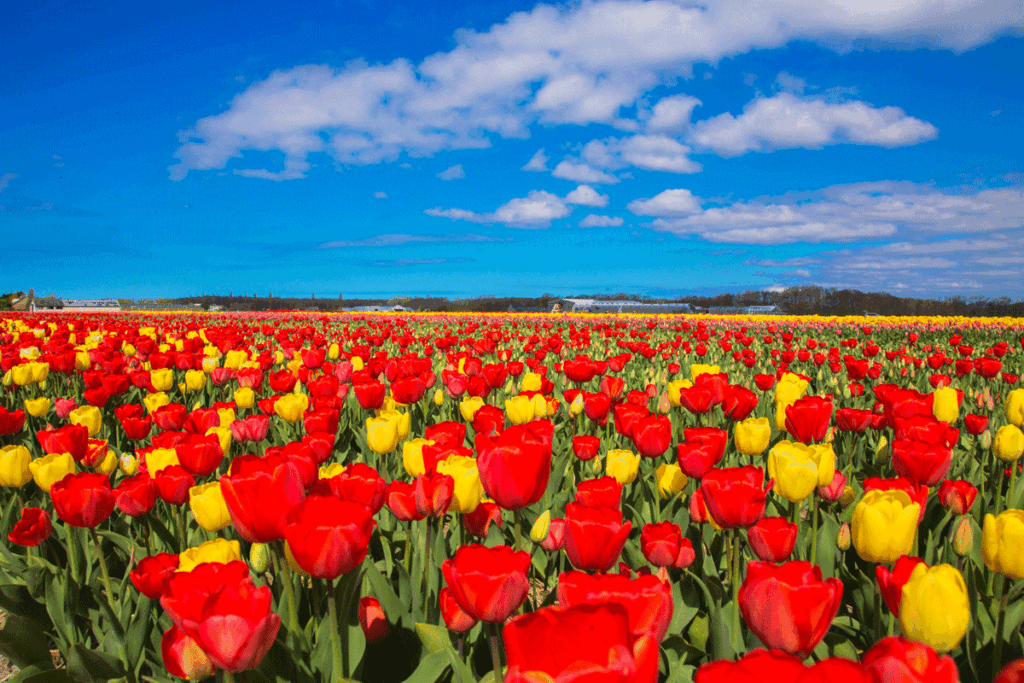 Wat kan de lente voor ons doen?