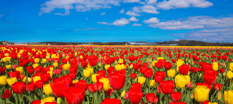 Wat kan de lente voor ons doen?