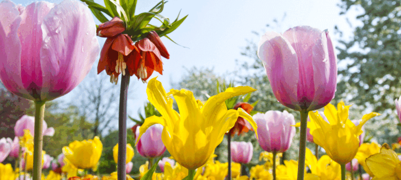 Aan het werk in de tuin! Wat moet je doen?